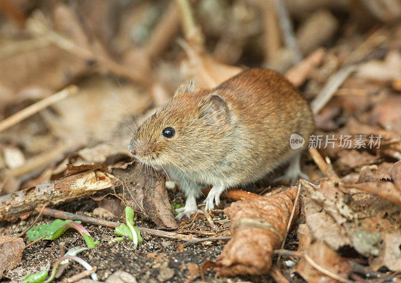 田鼠（Myodes glareolus）